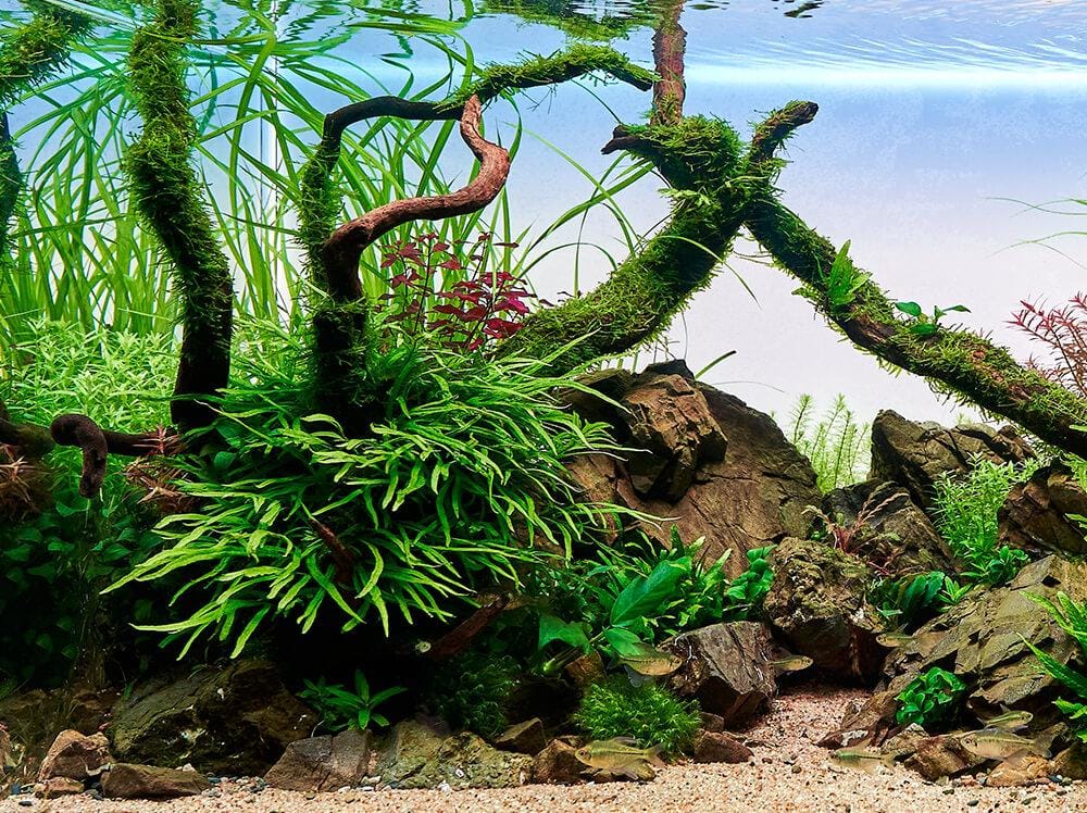 Paisaje acuático con un punto focal destacado