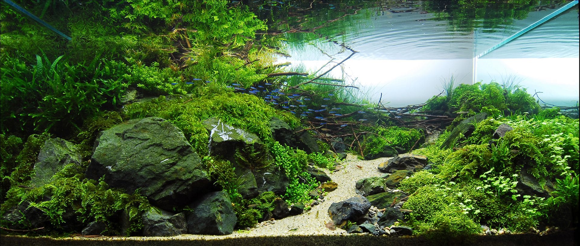Paisaje acuático de estilo natural