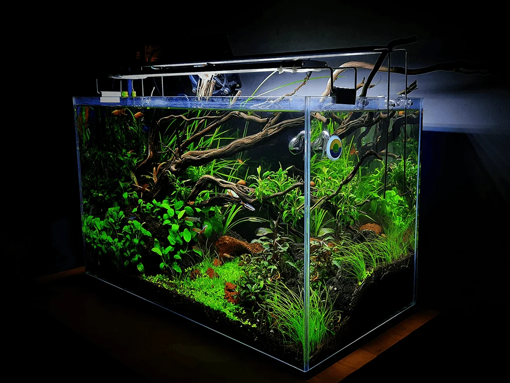 Paisaje acuático creado con plantas, rocas, madera y sustrato