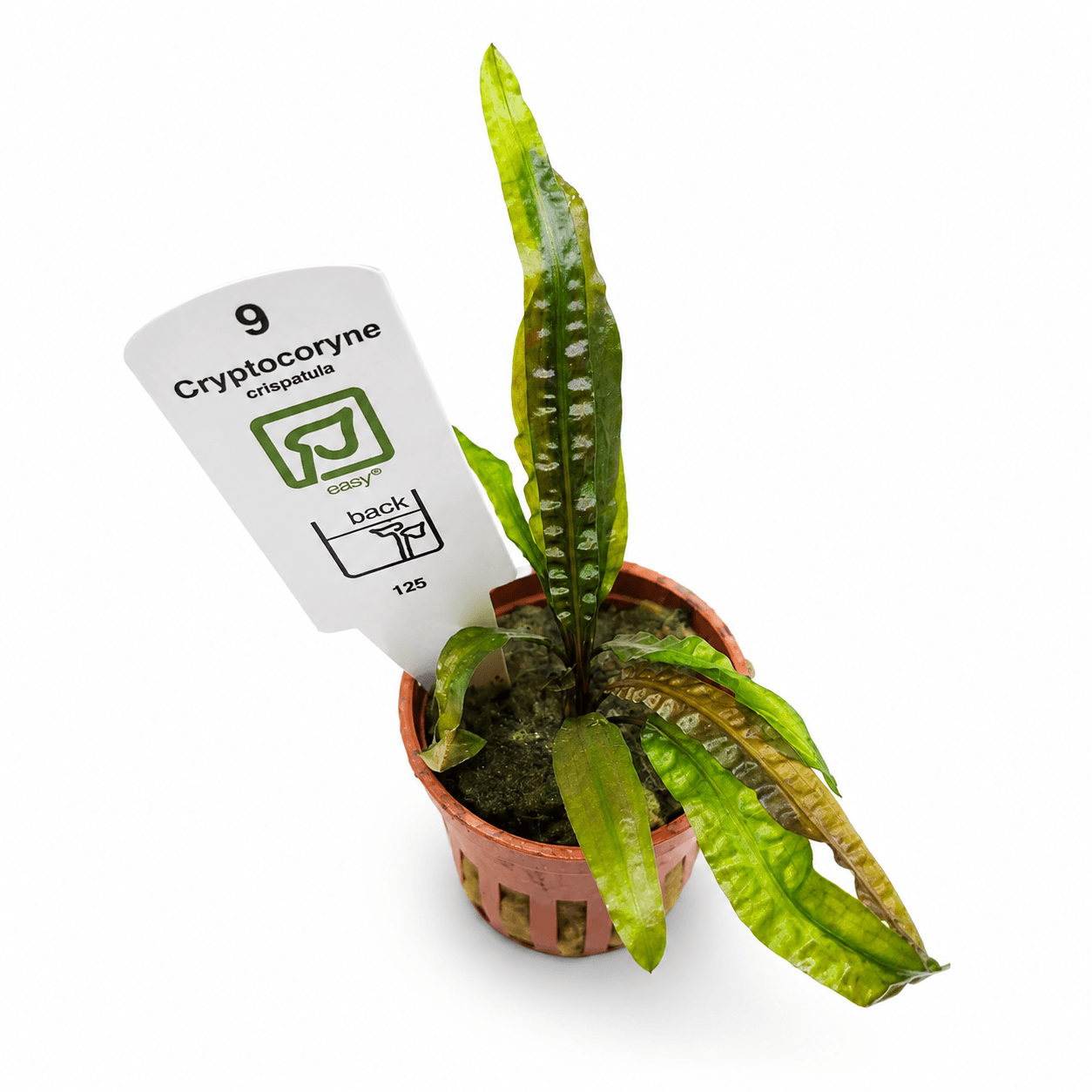 Cryptocoryne crispatula Tropica Maceta - Imagen 3