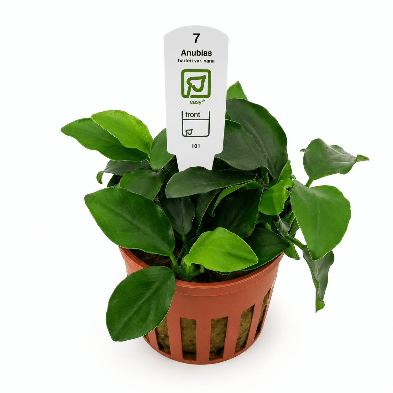 Anubias barteri var. nana Tropica Maceta - Imagen 2