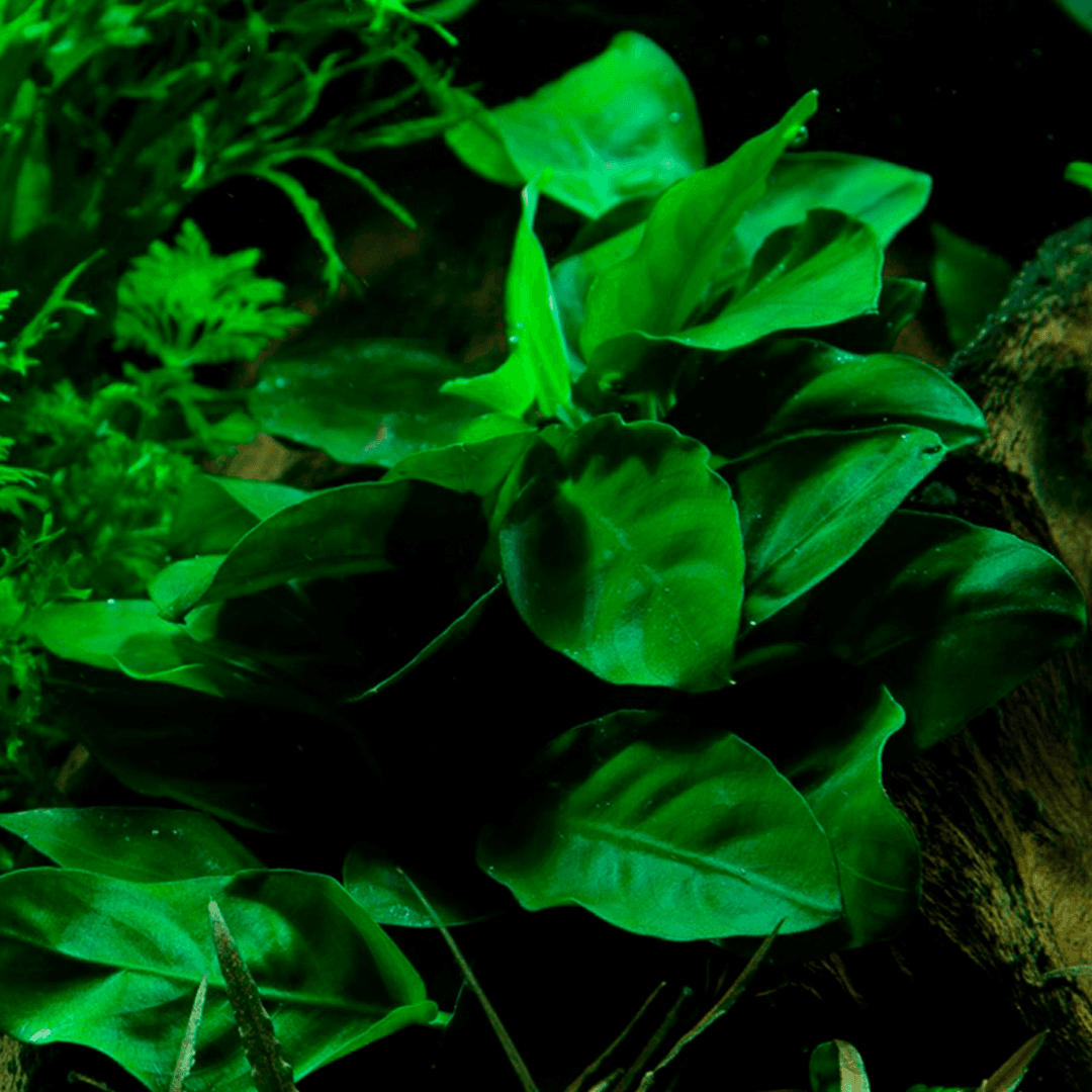 Anubias barteri var. nana Tropica Maceta - Imagen 3