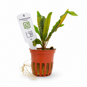 Cryptocoryne crispatula Tropica Maceta