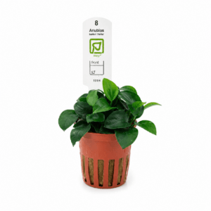 Anubias barteri Petite Tropica Maceta