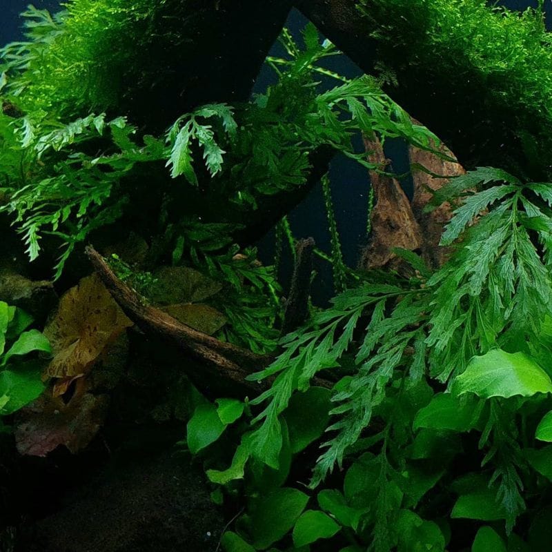 Helecho Bolbitis Heudelotii Tropica Maceta - Imagen 5