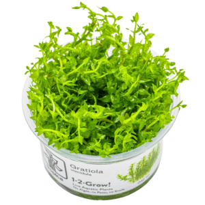 Gratiola viscidula in-vitro Tropica