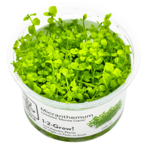 Tapizante Micranthemum tweediei Monte Carlo in-vitro Tropica