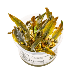 Cryptocoryne wendtii Mi Oya In Vitro Tropica