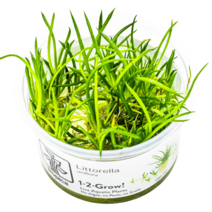 Tapizante Littorella uniflora in-vitro Tropica