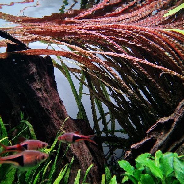 Cryptocoryne crispatula Tropica Maceta - Imagen 4