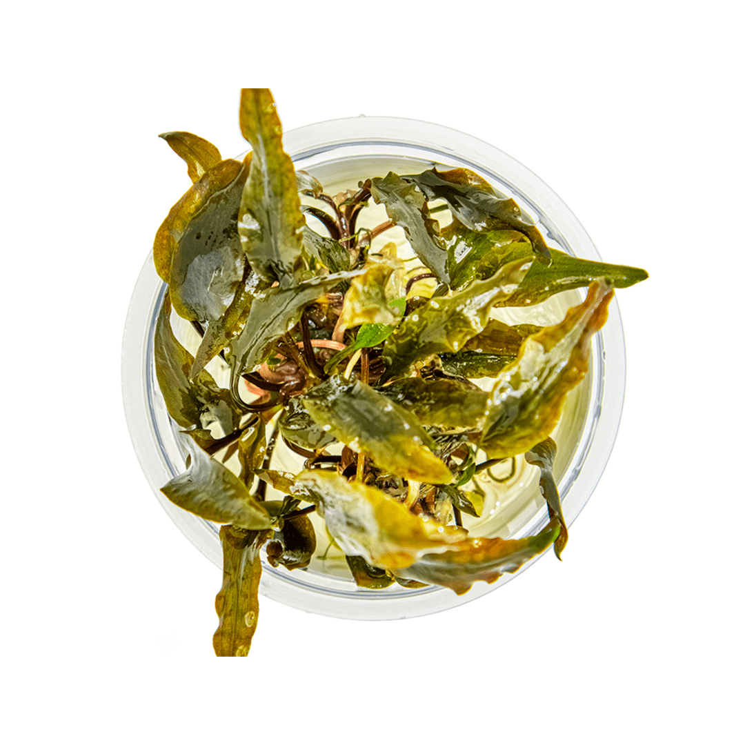 Cryptocoryne wendtii Mi Oya In Vitro Tropica - Imagen 2