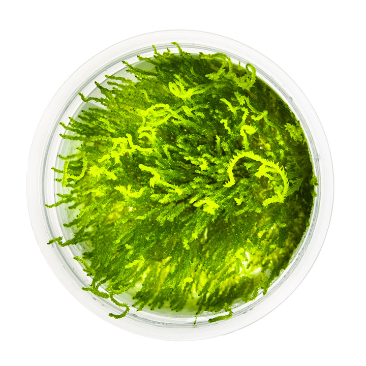 Musgo Taxiphyllum sp.Flama in-vitro Tropica - Imagen 3