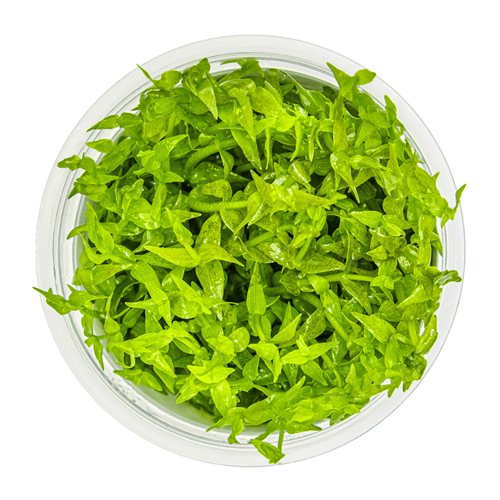 Gratiola viscidula in-vitro Tropica - Imagen 3