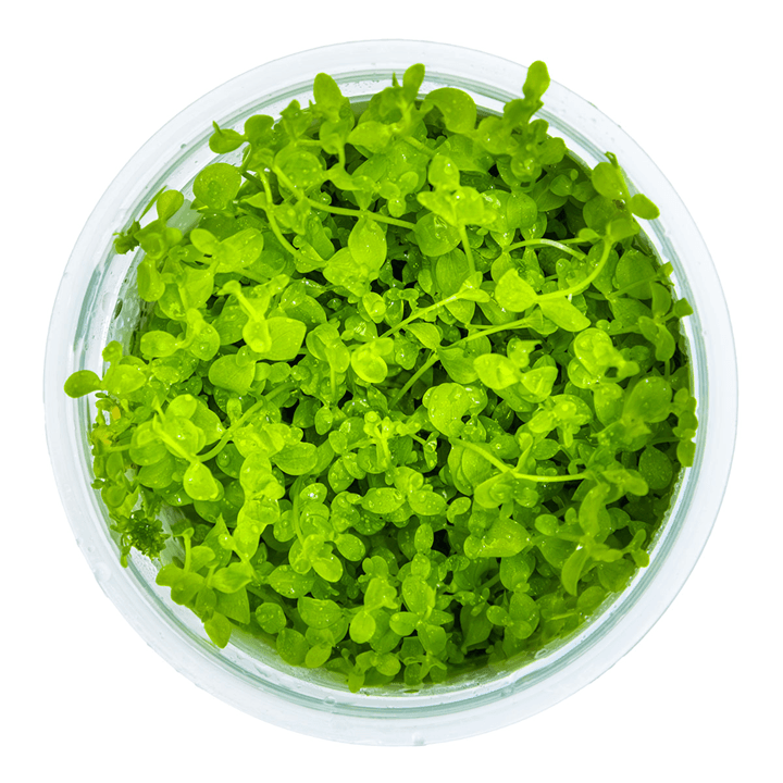 Tapizante Micranthemum tweediei Monte Carlo in-vitro Tropica - Imagen 2