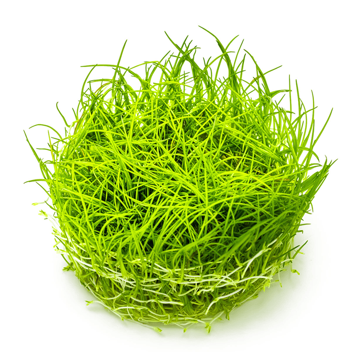 Tapizante Eleocharis acicularis in-vitro Tropica - Imagen 3