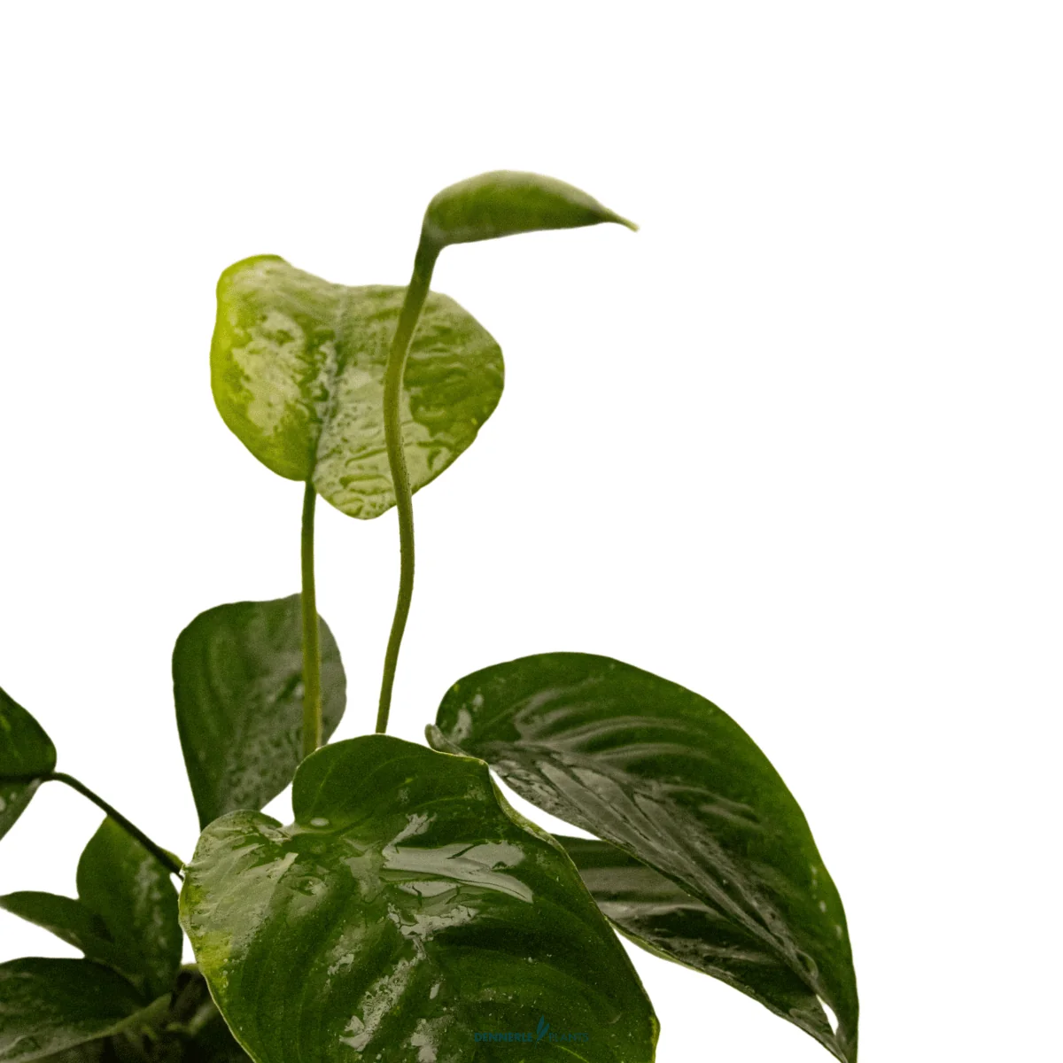 Anubias barteri var. caladiifolia Tropica Maceta - Imagen 2