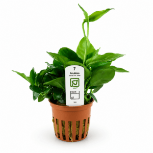 Anubias barteri var. nana Tropica Maceta