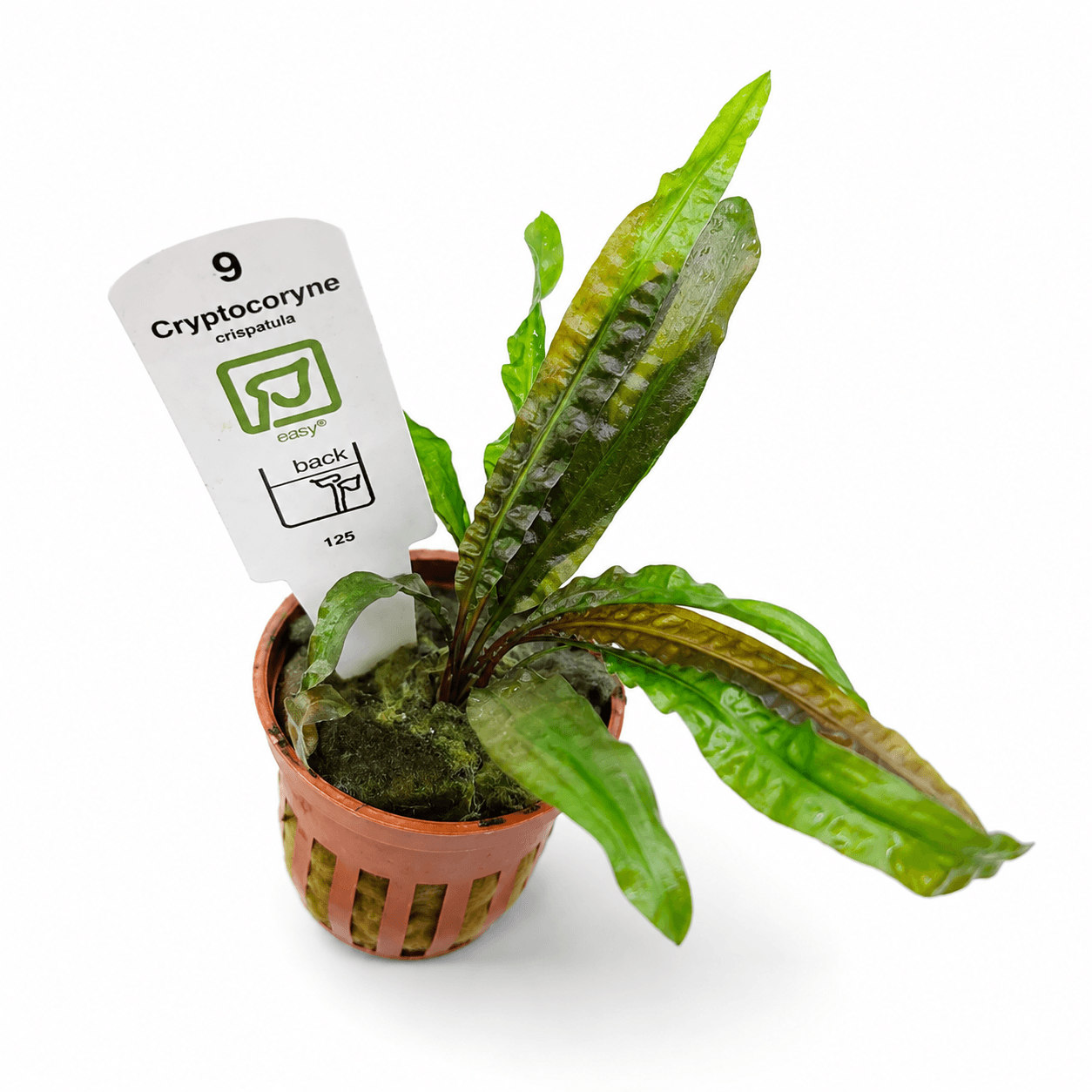 Cryptocoryne crispatula Tropica Maceta - Imagen 2
