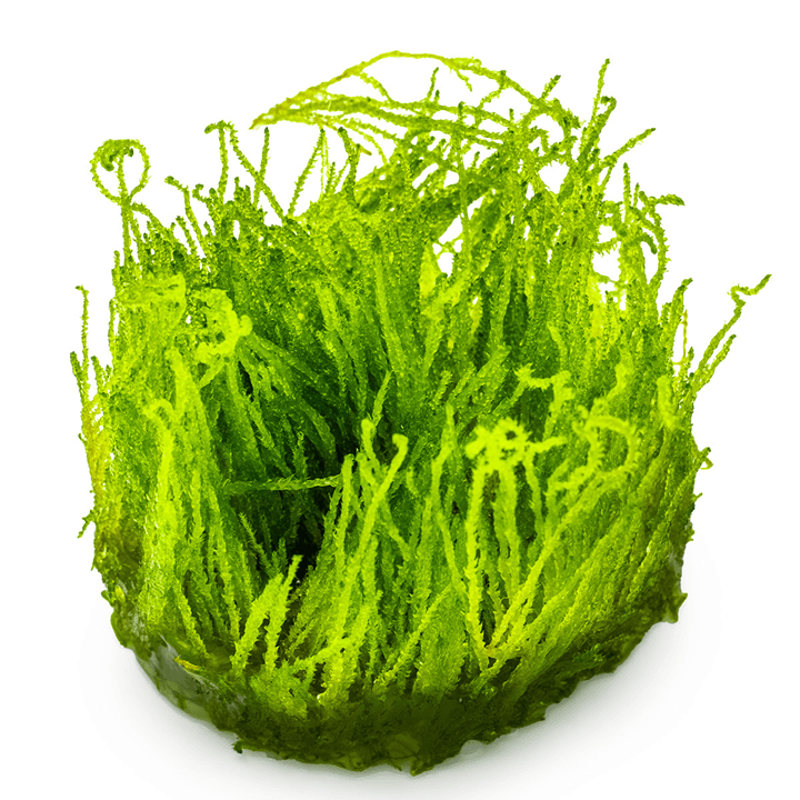 Musgo Taxiphyllum sp.Flama in-vitro Tropica - Imagen 2
