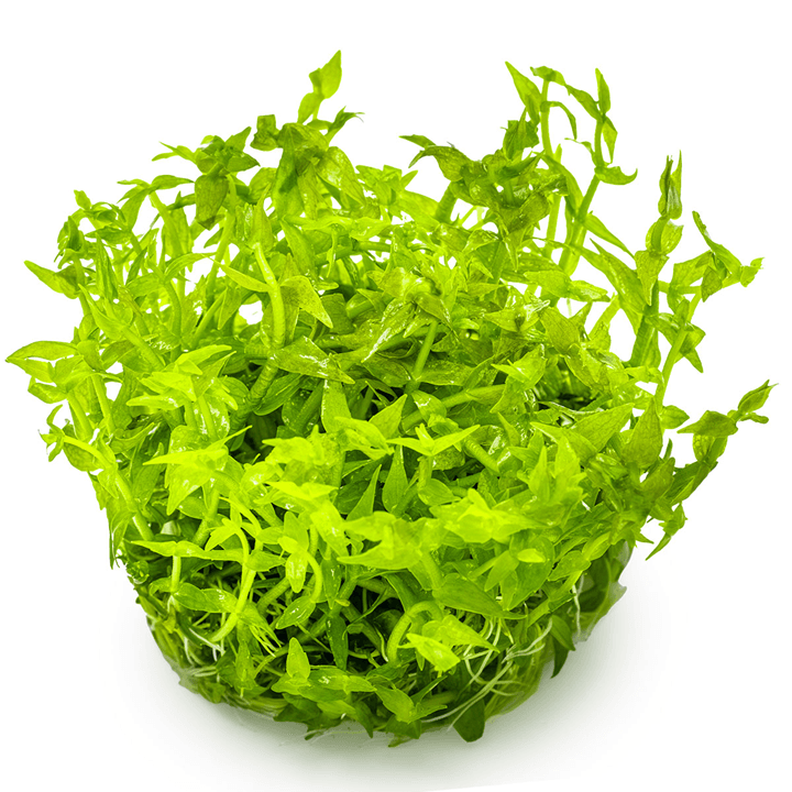 Gratiola viscidula in-vitro Tropica - Imagen 2
