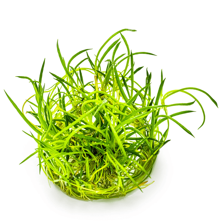 Tapizante Littorella uniflora in-vitro Tropica - Imagen 3
