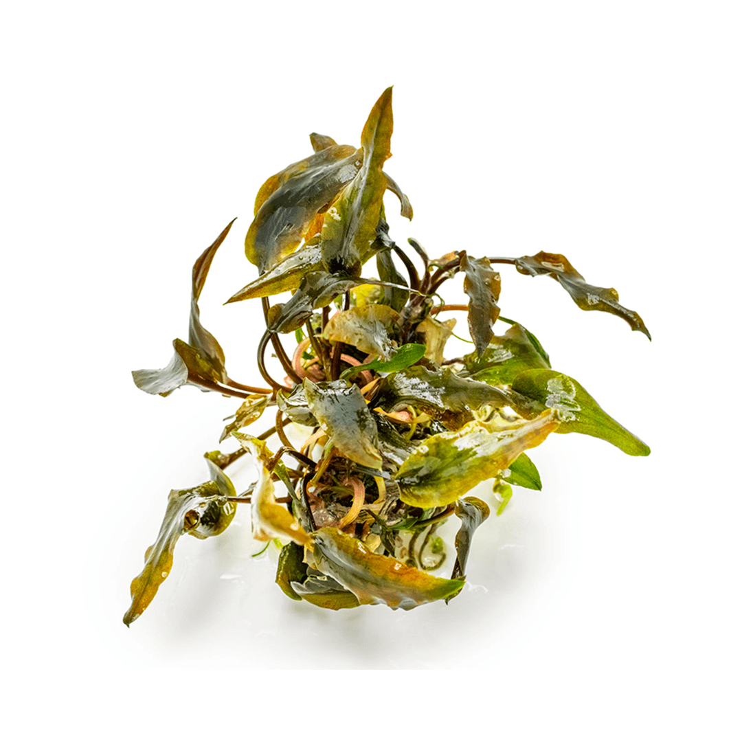 Cryptocoryne wendtii Mi Oya In Vitro Tropica - Imagen 3