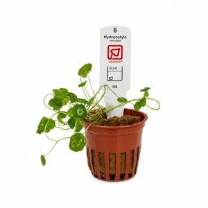 Hydrocotyle Verticillata Tropica Maceta