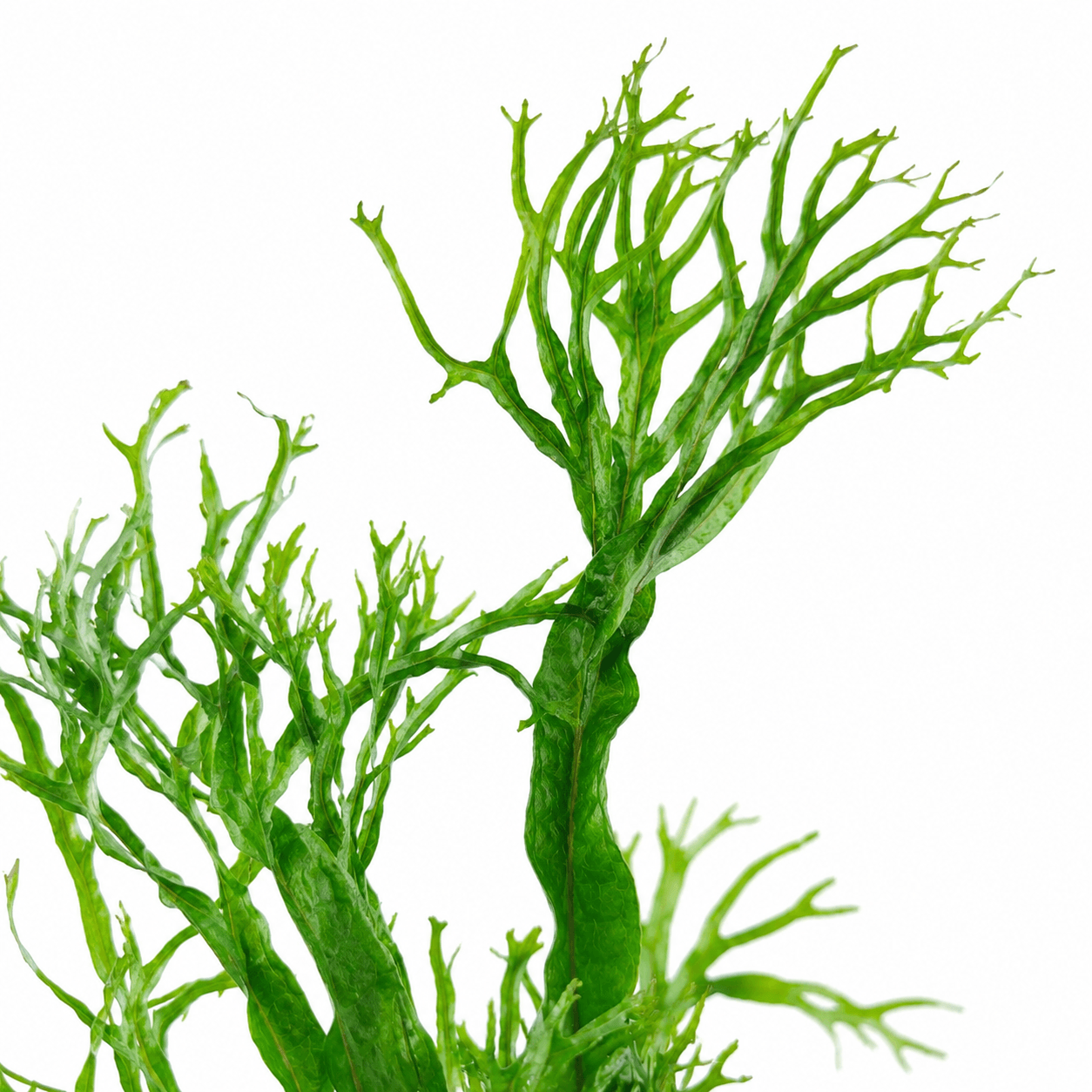 Helecho Microsorum Pteropus Windelov Tropica Maceta - Imagen 3