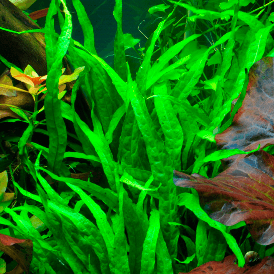 Microsorum pteropus Narrow Tropica Maceta - Imagen 5