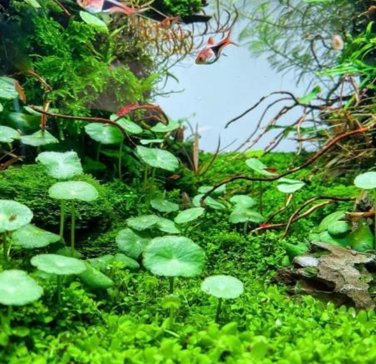 Hydrocotyle Verticillata Tropica Maceta - Imagen 3