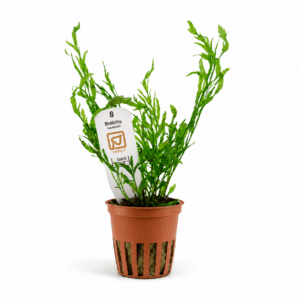 Helecho Bolbitis Heudelotii Tropica Maceta