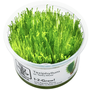 Musgo Taxiphyllum sp. Spiky Moss in-vitro Tropica
