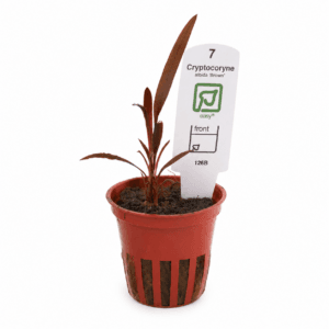 Cryptocoryne albida brown Tropica Maceta