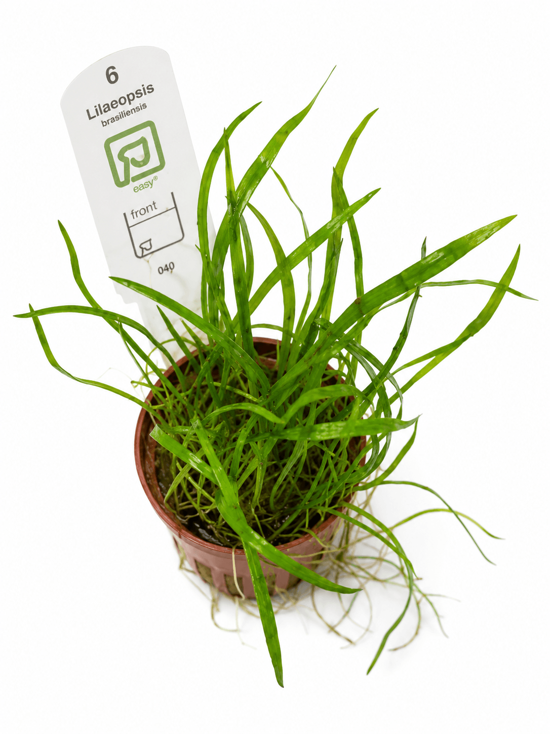 Lilaeopsis brasiliensis Tropica Maceta - Imagen 3