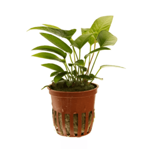 Anubia gracilis Tropica en Maceta