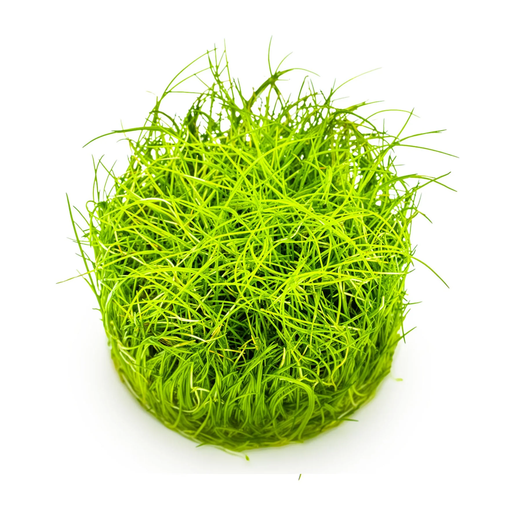 Tapizante Eleocharis pusilla Mini in-vitro Tropica - Imagen 3