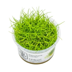 Tapizante Eleocharis pusilla Mini in-vitro Tropica