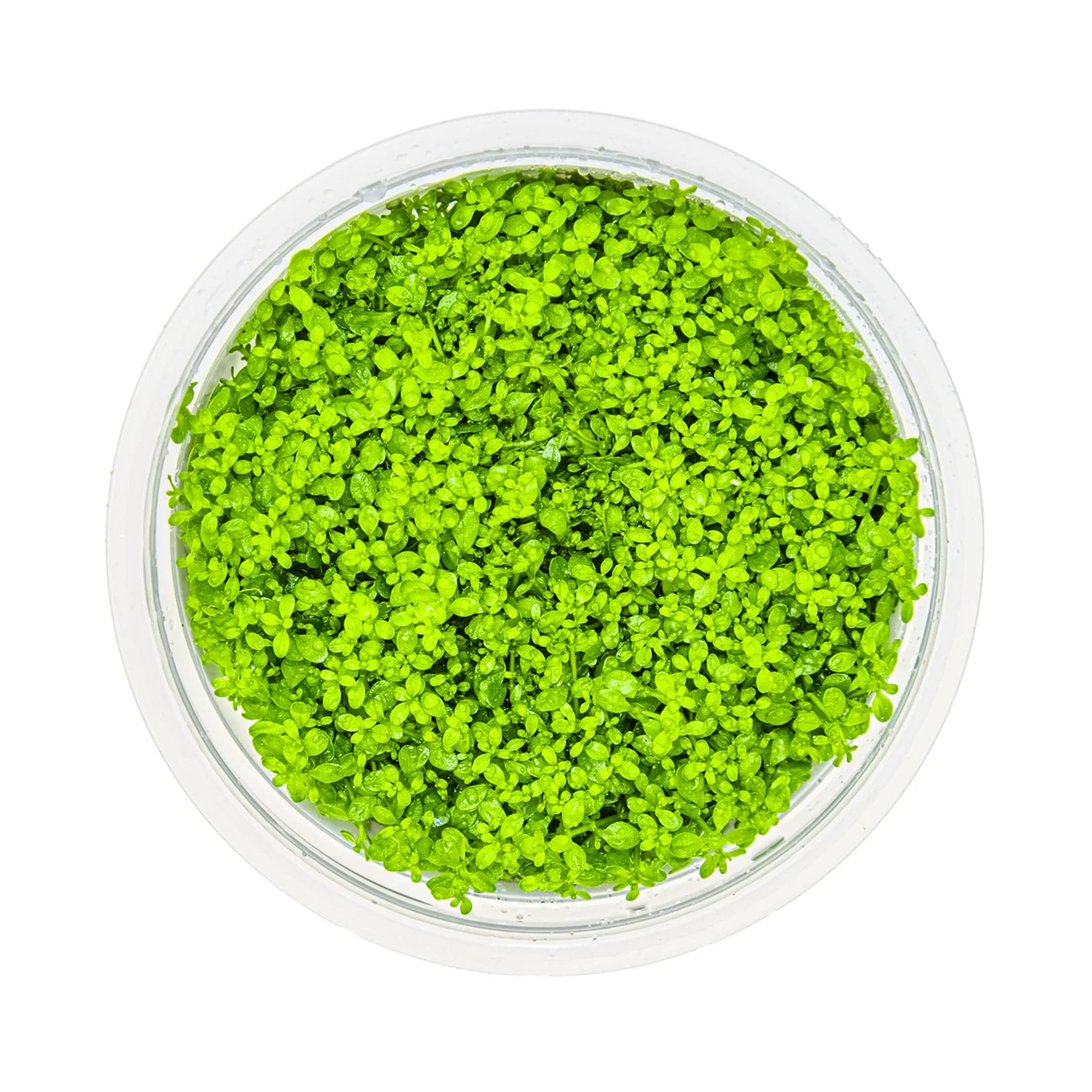 Tapizante Micranthemum callitrichoides Cuba in-vitro Tropica - Imagen 2