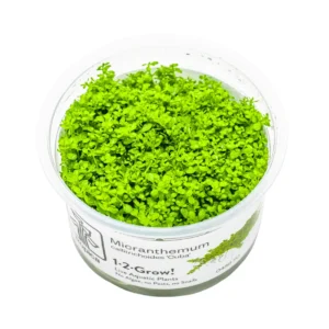 Tapizante Micranthemum callitrichoides Cuba in-vitro Tropica
