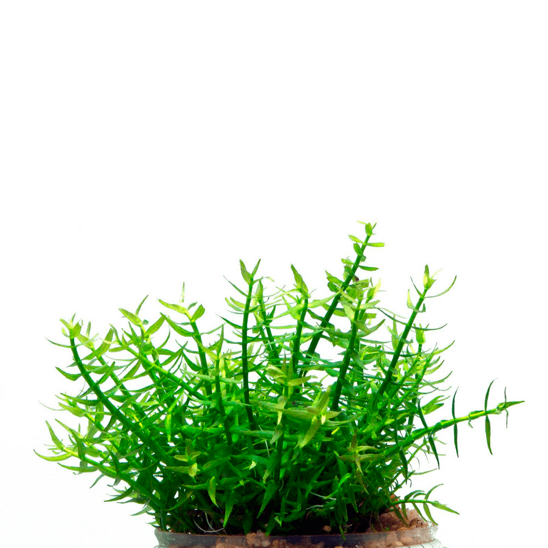 Gratiola viscidula in-vitro Tropica - Imagen 4