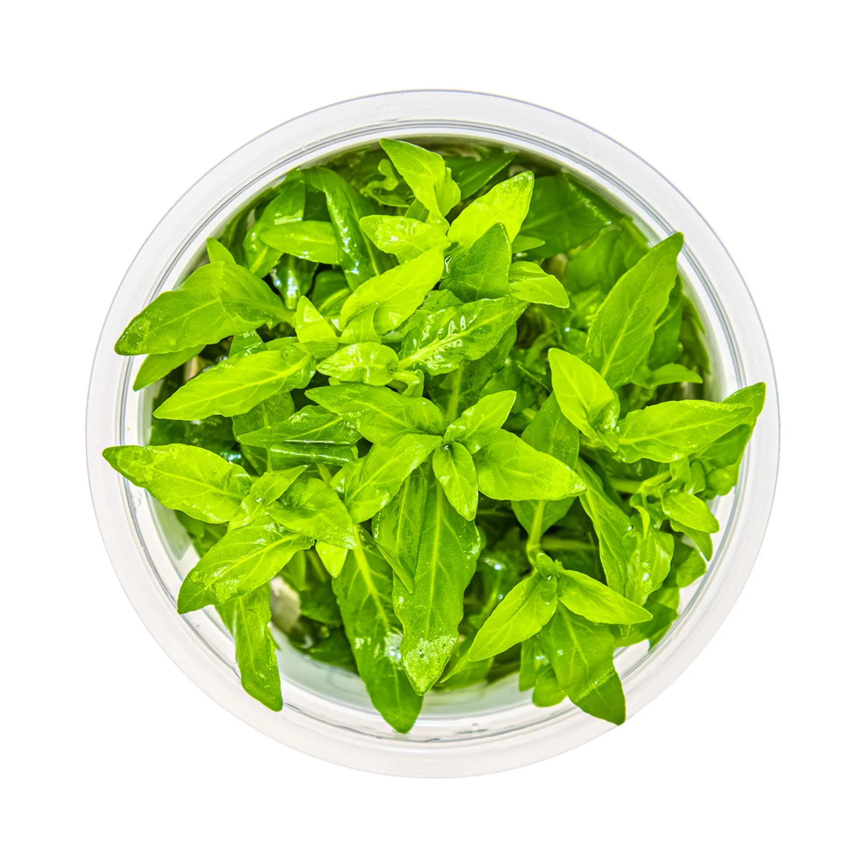 Staurogyne repens in-vitro Tropica - Imagen 3