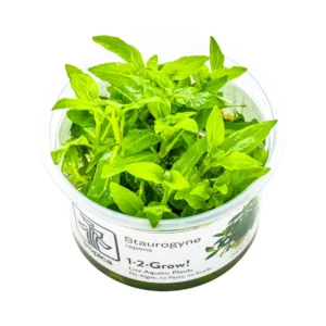 Staurogyne repens in-vitro Tropica