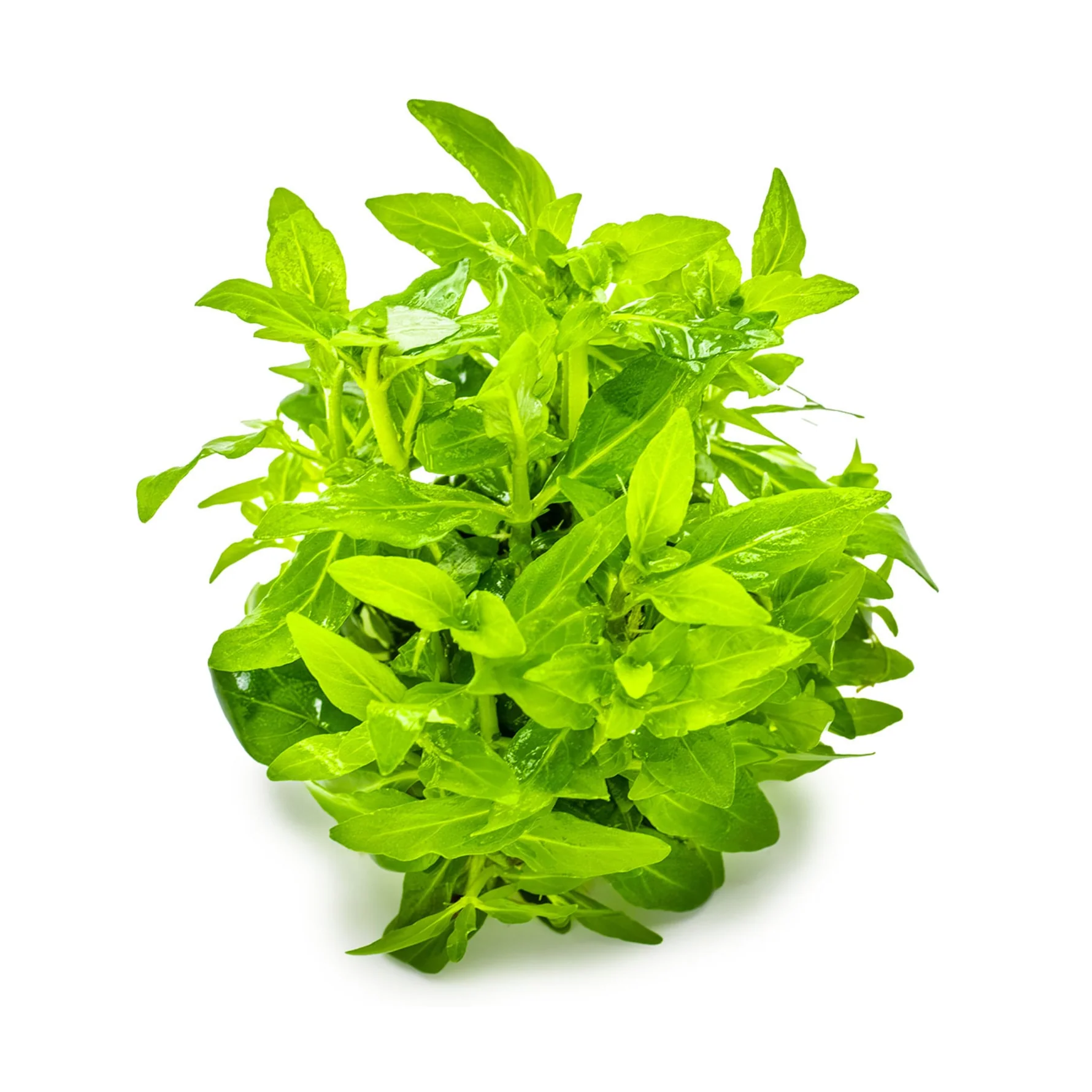 Staurogyne repens in-vitro Tropica - Imagen 2