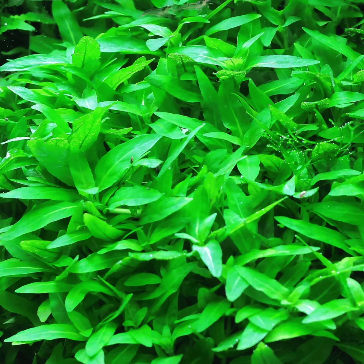 Staurogyne repens in-vitro Tropica - Imagen 4