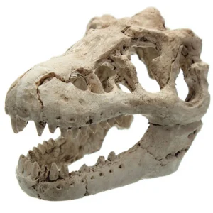 Adorno para acuario Cabeza de Tiranosaurio Rex