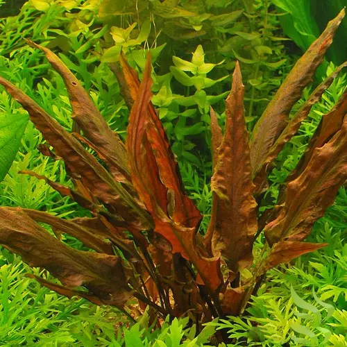 Cryptocoryne wendtii Mi Oya In Vitro Tropica - Imagen 4