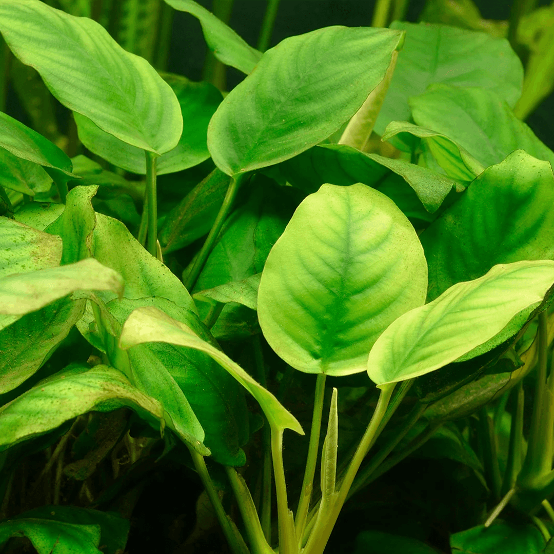 Anubias barteri var. caladiifolia Tropica Maceta - Imagen 3