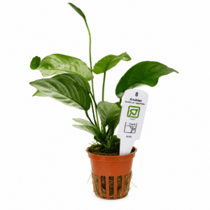 Anubias barteri var. caladiifolia Tropica Maceta