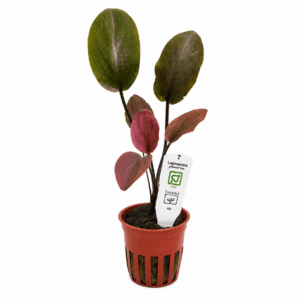 Lagenandra meeboldii 'Red' Tropica Maceta