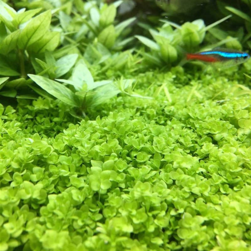 Tapizante Micranthemum tweediei Monte Carlo in-vitro Tropica - Imagen 4